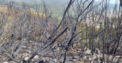 Antalya’da 5 saat süren makilik yangınında 10 hektar alan kül oldu